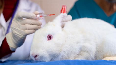 Canada has officially banned testing cosmetics on animals